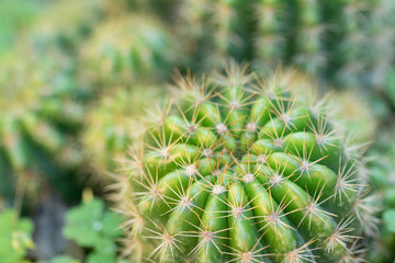 Green Cactus macro shot