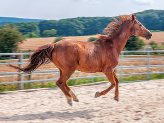galloping horse