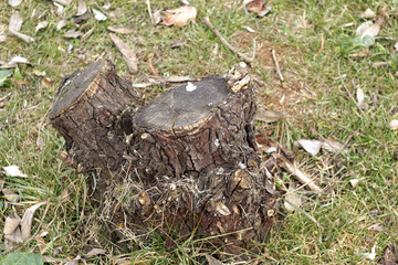 Stump in the grass