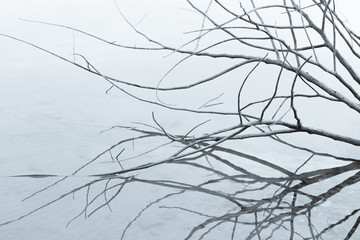 Dry Tree in the Lake
