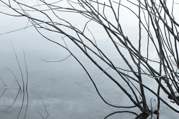 Dry Tree in the Lake