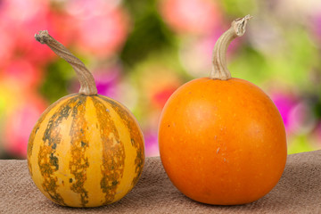 Orange and striped decorative pumpkins on a wooden table with sackcloth  blurred garden background
