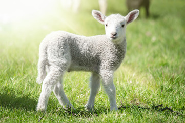 Naklejka na ściany i meble Osterzeit - niedliches Lamm auf einer lichtdurchfluteten Frühlingswiese