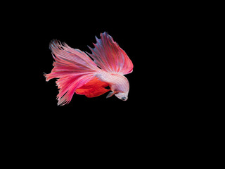 Betta fish, moving moment of Siamese fighting fish isolated on black background, fighting fish.