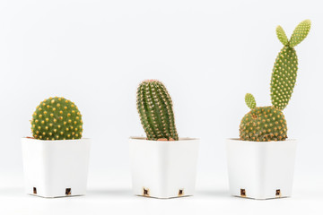 Small Cactus