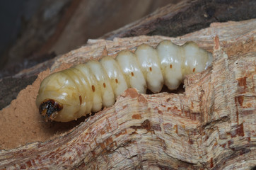 Advanced larval stage of a stag beetle (Lucanus cervus) growing inside dead wood of an old tree
