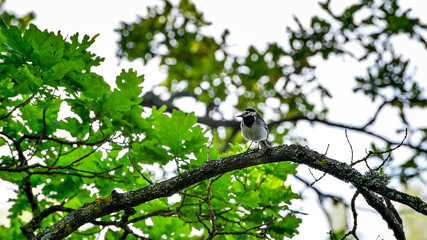 Wagtail sitting on a tree branch