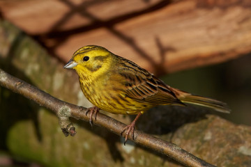 Yellowhammer (Emberiza citrinella)