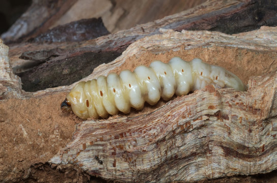 Advanced larval stage of a stag beetle (Lucanus cervus) growing inside dead wood of an old tree
