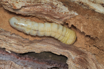 Advanced larval stage of a stag beetle (Lucanus cervus) growing inside dead wood of an old tree
