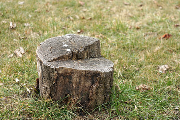 Stump in the grass