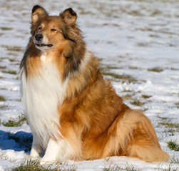 Sable Collie-H&uuml;ndin sitzt im Schnee