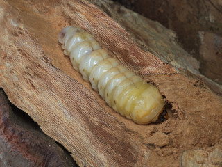 Advanced larval stage of a stag beetle (Lucanus cervus) growing inside dead wood of an old tree
