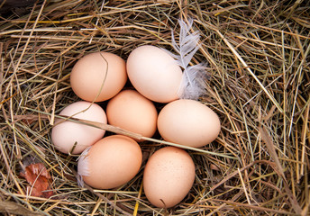 some chicken eggs lying in the hay