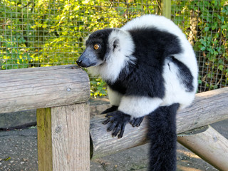Lemur.