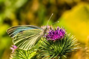 motyl © Janusz Lipiński
