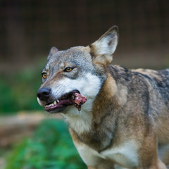 Portrait feeding wolf and fangs
