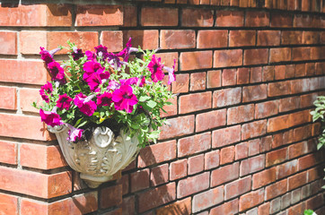 decoration old red brick wall with beautiful flower in pot.