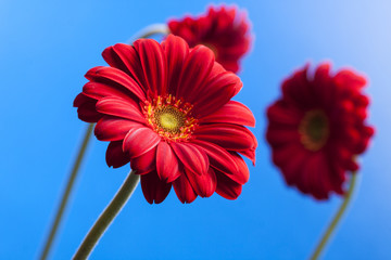 Kwiaty dla kobiet © Rafal Kucharek