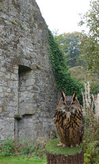 Eagle owl on perch