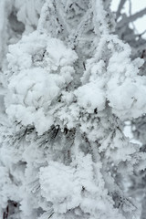 Fir tree branches covered with snow.