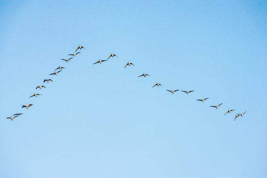 flock of wild geese