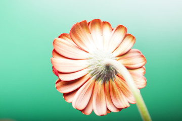 Kwiatek w rozkwicie © Rafal Kucharek