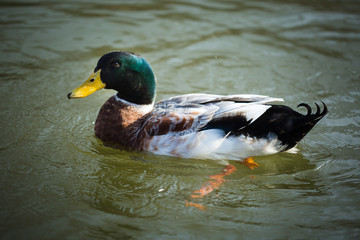 mallard