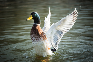 mallard duck