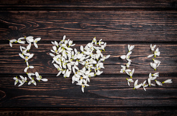 Snowdrop close up