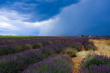Storm rolling in over lavender fields of provence France