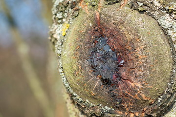 Austretendes Baumharz