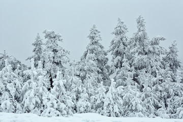 Panorama of the snowy winter landscape in the mountains.