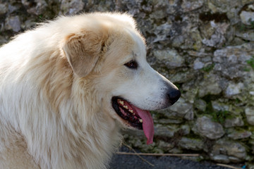 Mountain dog of the Pyrenees