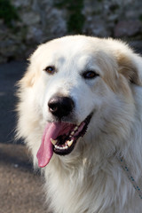 Mountain dog of the Pyrenees