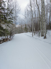 winter nordic ski tracks in aspen forest