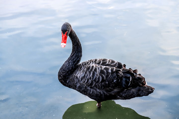 Fototapeta premium Black Swan (Cygnus atratus) in the lake