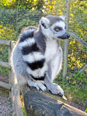Lemur Ring Tailed.
