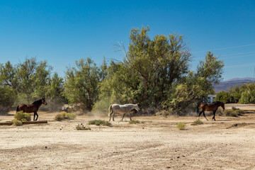 Wild Horses at Death Valley Junction