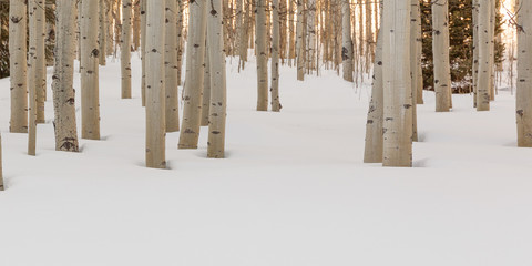 Warm winter sun through the trees