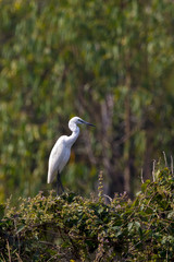 Image of egret on tree on nature background. Wild Animals. Bird.