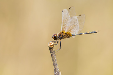 mage of dragonfly perched on a tree branch on nature background. Insect Animals.