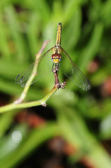 A dragonfly sitting on a branch in a garden