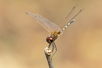 mage of dragonfly perched on a tree branch on nature background. Insect Animals.