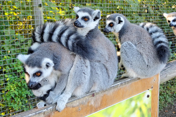 Three lemurs.