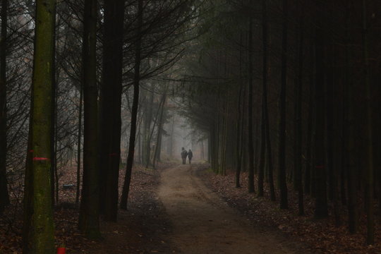 Fototapeta ruiter loopt naast paard in donker winderbos
