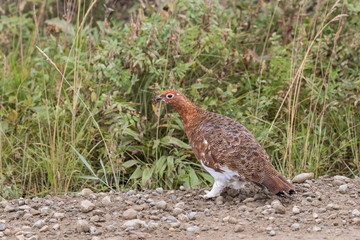 Willow Ptarmigan in Denali National Park in Early Fall