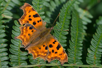 Comma Butterfly (Polygonia c-album)/Comma Butterfly on dark green bracken