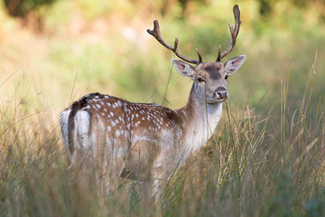 Naklejka na ściany i meble Fallow Deer (Dama dama)/Fallow Deer in long grass and bracken