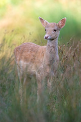 Fallow Deer (Dama dama)/Fallow Deer in long grass and bracken